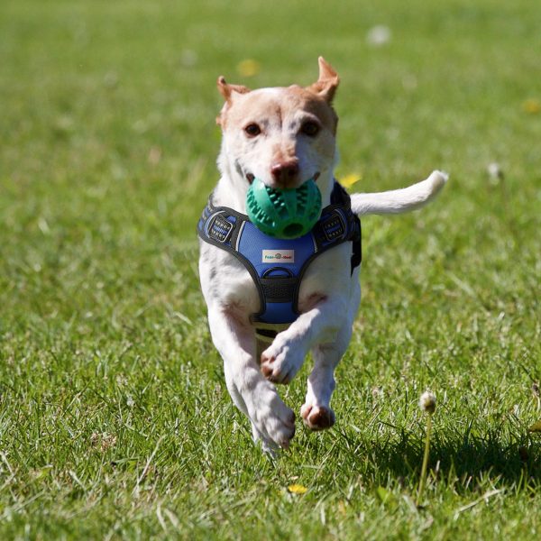 Vest Harness - Image 4